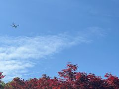 -上海鲜花港