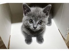 -瑞派康怡24h宠物医院·犬猫医疗中心·微创绝育(瑞景分院)