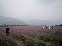 -曲江薰衣草庄园