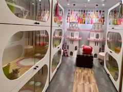 -青奢宠物·青奢猫舍