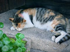-黎里古镇