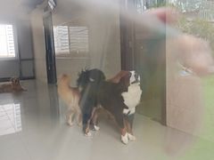 -汪说喵讲宠物乐园宠物酒店(红星美凯龙店)