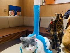 -MOCHA明星猫咖(田子坊店)