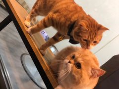 -PETKIT小佩宠物(古北店)