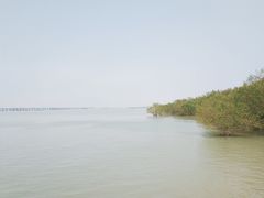 -宝安西湾红树林湿地公园