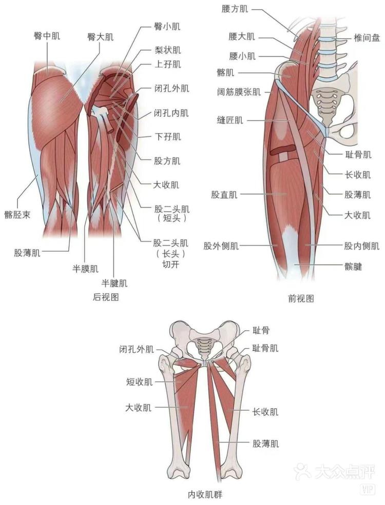 髋关节屈伸运动图解图片