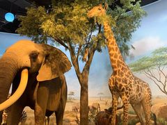 -陕西自然博物馆