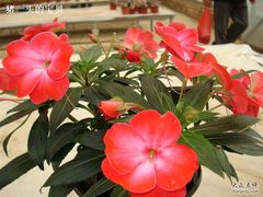 -南宁花花大世界景区