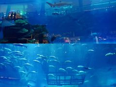 -迪拜水族馆及水下动物园