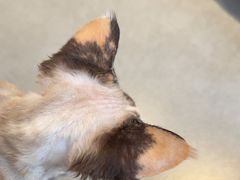 -琪喵猫屋·撸猫猫咖·猫舍