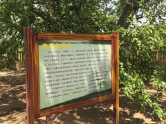 -御林古桑园