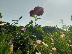 -嬉乐湾休闲旅游区