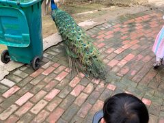 -泉州海丝野生动物世界