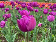 -泗洪洪泽湖湿地景区