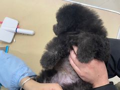 -瑞鹏瑞爱宠物医院·全科·猫科·血液透析中心(龙头寺店)