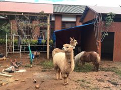 -丽江金茂凯悦臻选酒店-滇香馆