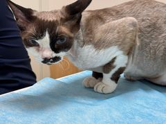 -瑞派·关忠动物医院猫科外科·异宠·24小时转诊中心(祥云店)
