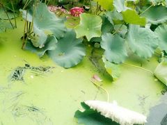 -长白岛森林公园