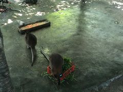 -呀诺达热带雨林