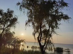 -西京湾花海
