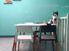 大饼-22cafe