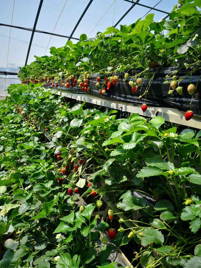 沐恩格林四季农场-"就是原来的那个什么山庄,沟崖有个桥开到山.