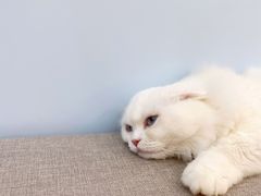 -喵宠乐园·撸猫互动·猫舍