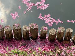 -石家庄市植物园
