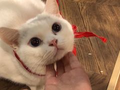 -蓝鲸·缅因猫舍