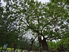 -大望京公园