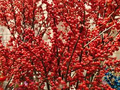-双季花艺园艺市场(浦东店)