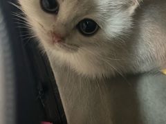-御宝贝·A梦猫科宠物医院(国际猫友好医院)