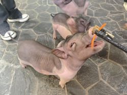 -Zoolung Zoolung动物主题公园(海信广场店)