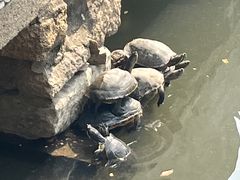 -西园寺素食(西园弄戒幢律寺店)