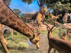 -国家自然博物馆