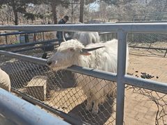 -长白岛森林公园