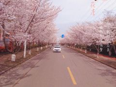 -高东镇樱花园