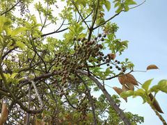 -羚羊峡古栈道森林公园