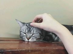 -猫咪博物馆(顶澳仔猫街店)