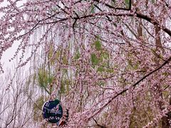 -春风习习