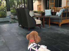 -上海崇明金茂凯悦酒店