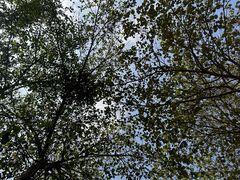 -凤岗南门山森林公园
