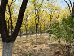 -永定河休闲森林公园