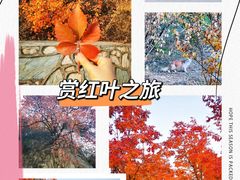 -北京西山国家森林公园