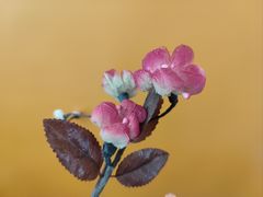 -南堂馆·新川菜(天府三街店)