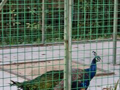 -梧桐人家中国太平国际健康颐养社区