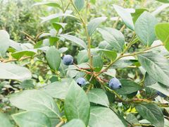 -金谷域澳洲庄园