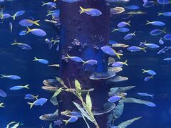-广州海洋馆