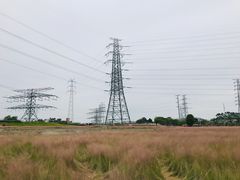 -王借岗森林公园