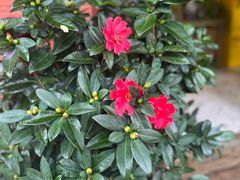 -萤火虫咖啡(后海店)